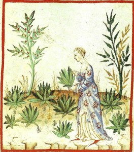 Kvinne som sanker legende urter. Kunnskap om legeurtenes bruksområder gikk i arv fra mor til datter. (Italiensk manuskript fra det 15. århundre.)