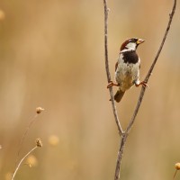 Italian Sparrow_Ivan Ivanov