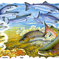Laksen klekkes i elver og forblir i eleven i opptil tre år som parr, for den går i gjennom smoltifisering og forlater elven som smolt. Etter to til tre år i sjøen, blir laksen kjønnsmoden og vandrer tilbake til eleven den kom fra, for å gyte. Illustrasjon: www.nasco.int/atlanticsalmon.html.