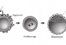 blastocyst